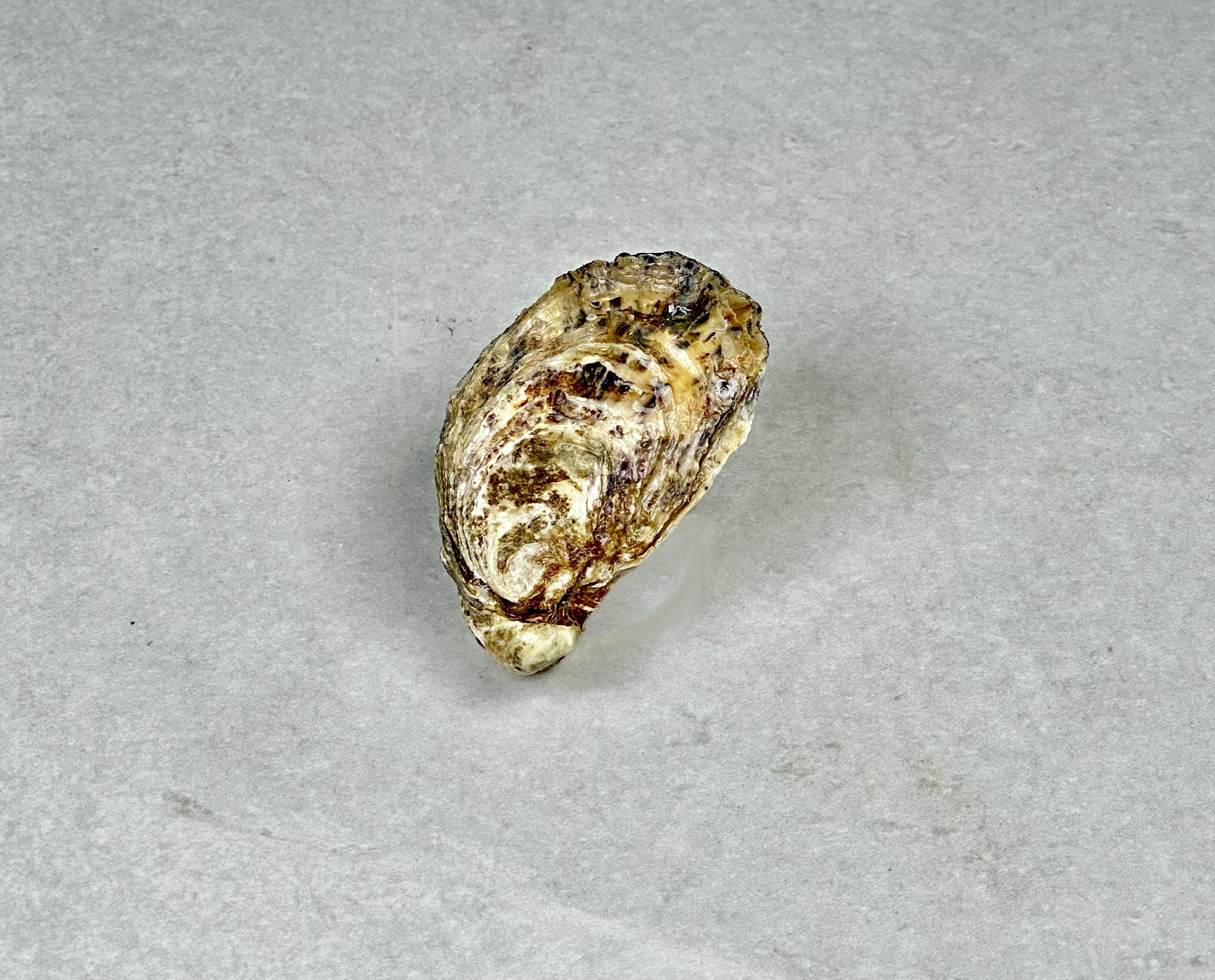 Østers, BB Boudeuse