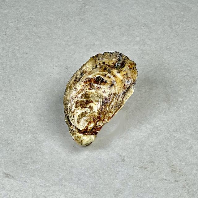 Østers, BB Boudeuse