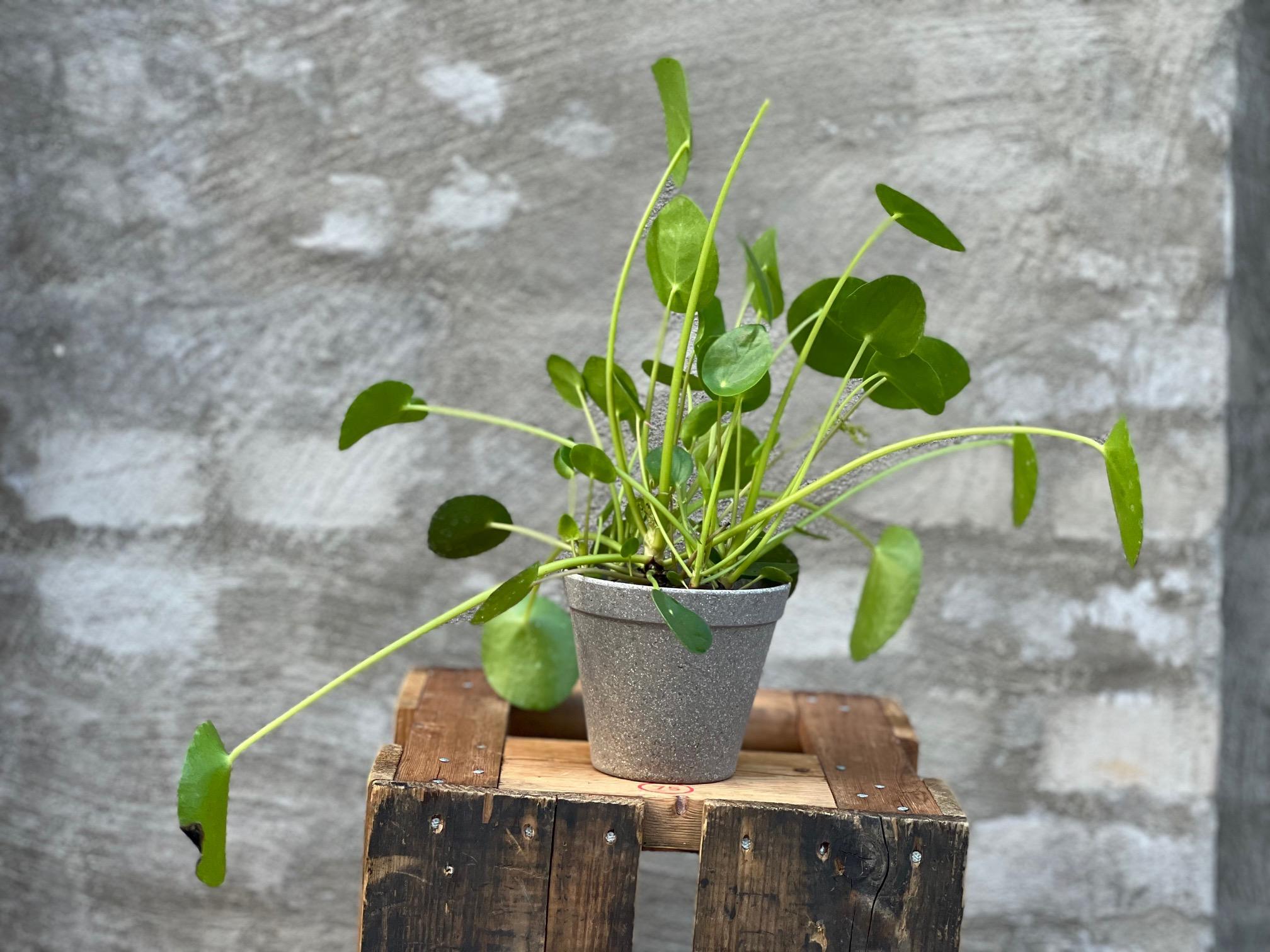 Pilea i potte