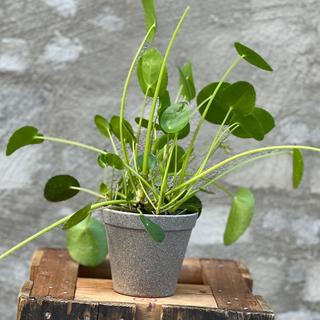 Pilea i potte