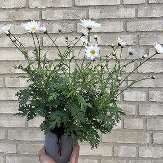 Margeritt