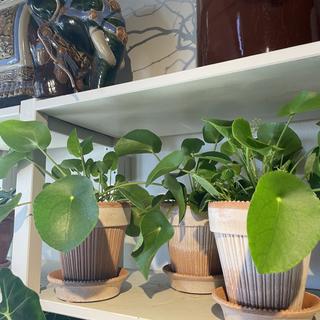 Pilea